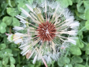 Photos of the Week: Garden Delights by Annique Boomsma