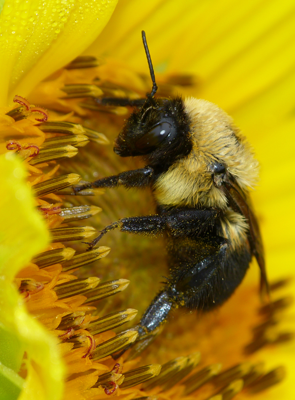 UMass Amherst Named an Affiliate of Bee Campus USA