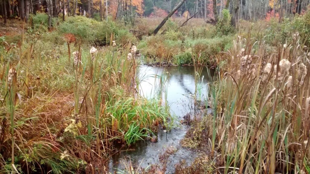 wetlands.