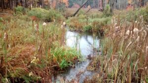 wetlands.