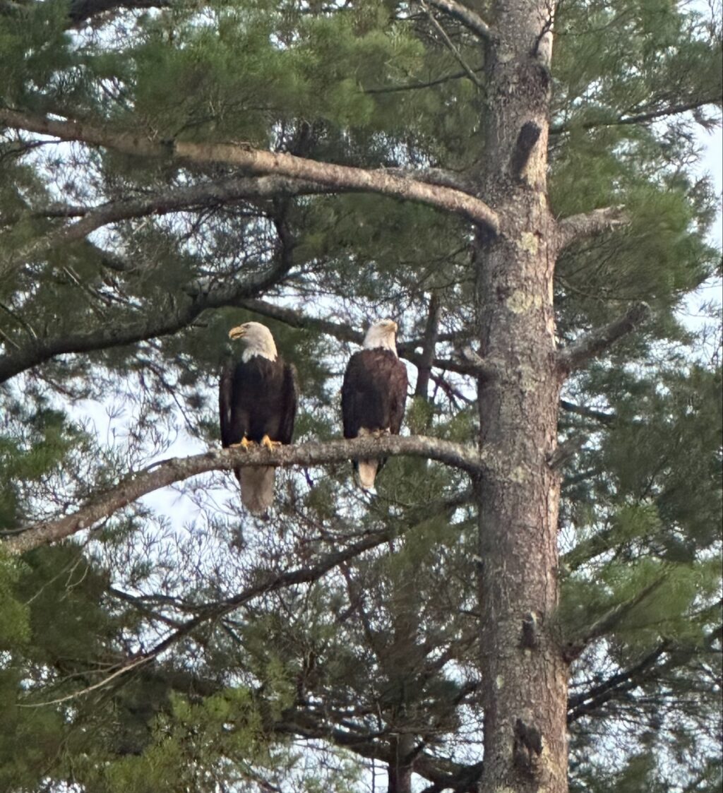 Photo of the Week: Double Eagle at Lake Wyola