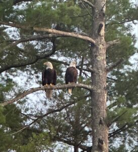 Photo of the Week: Double Eagle at Lake Wyola