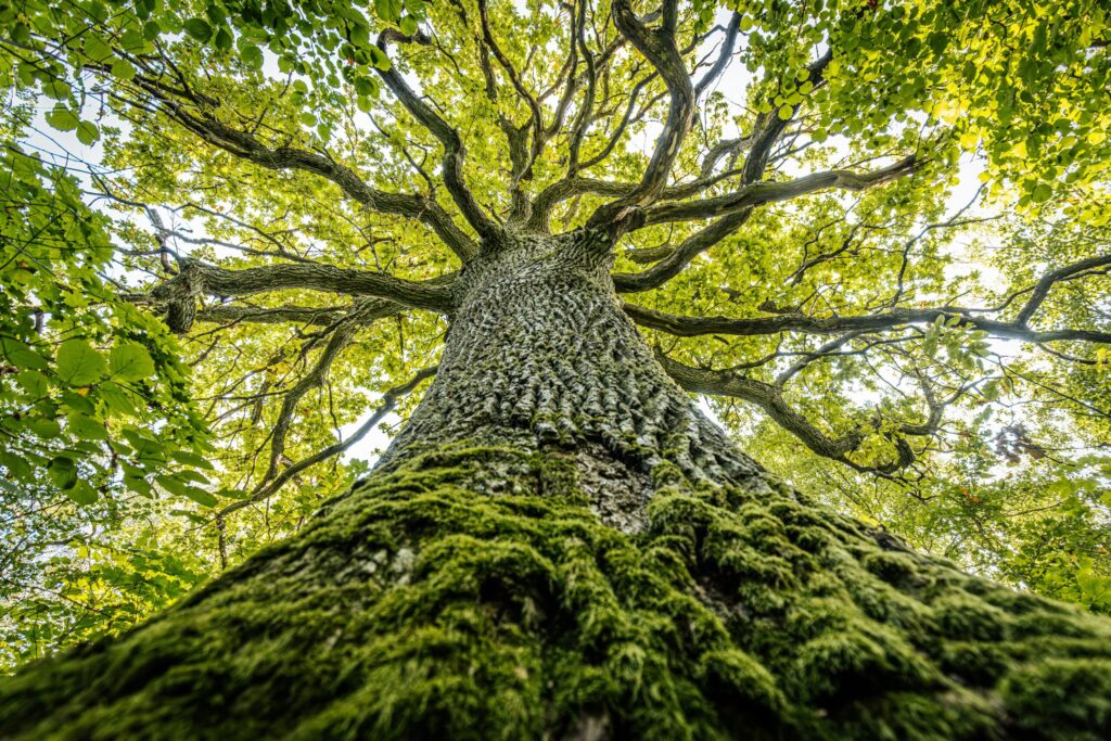 A,Majestic,Oak,Tree,Seen,From,The,Base,,Its,Thick