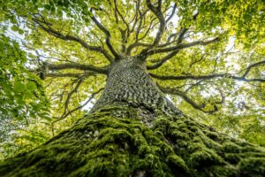 A,Majestic,Oak,Tree,Seen,From,The,Base,,Its,Thick