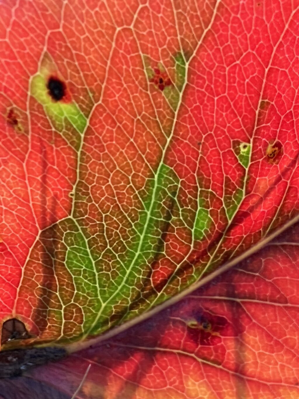 Photos of the Week: Around My Garden by Annique Boomsma