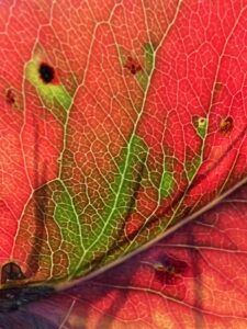 Photos of the Week: Around My Garden by Annique Boomsma