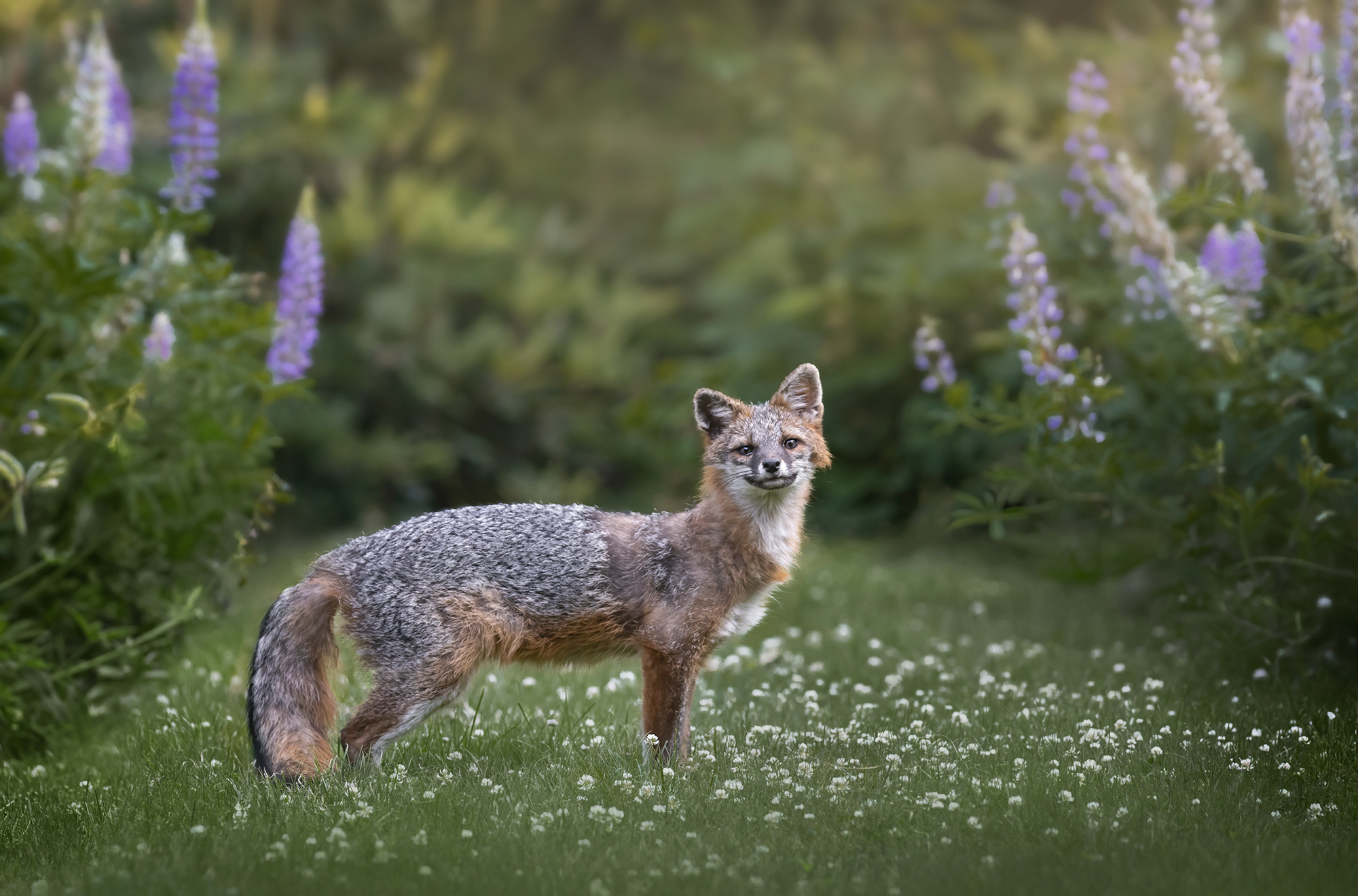 Photo of the Week: Gray Fox at Echo Hill - Amherst Indy