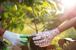 tree planting