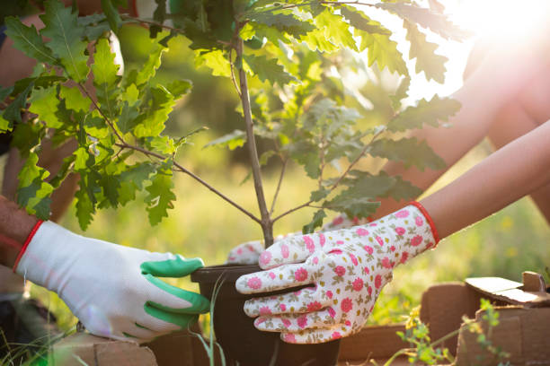tree planting
