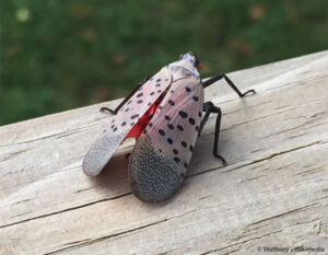 spotted-lanternfly