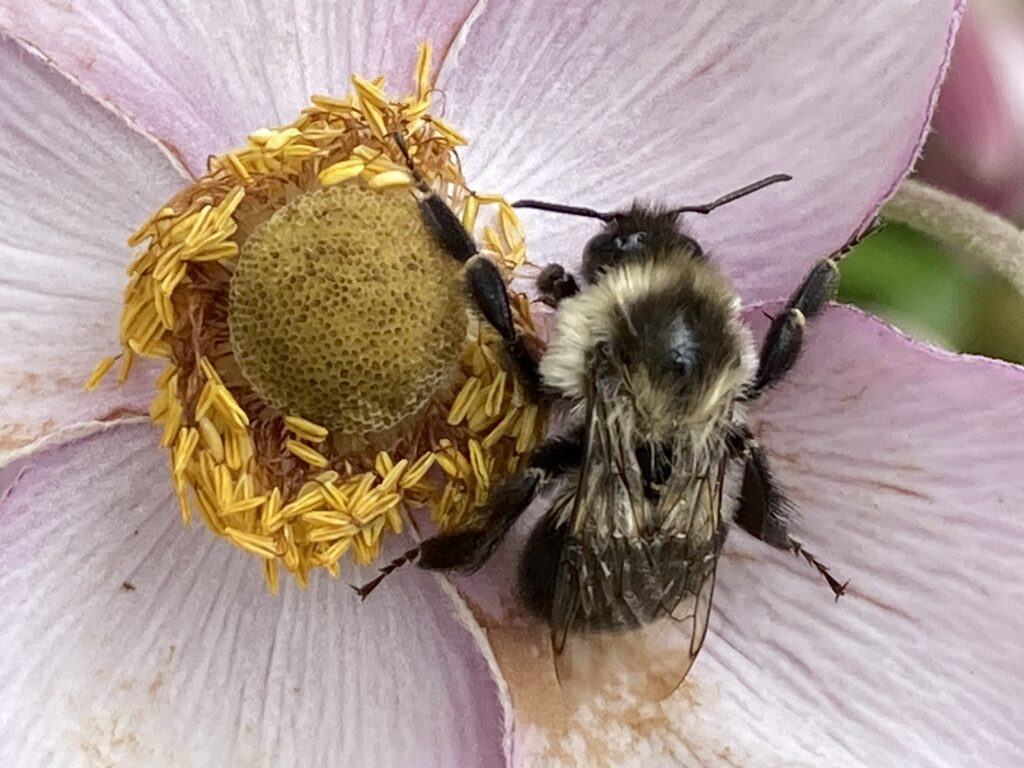 Photos of the Week: Visiting Bees, Seed Pods, and a Strange Fungus