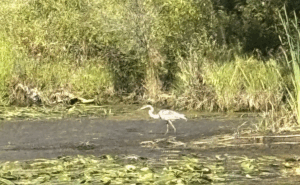 Letter: Town’s Breach of Dam at Gull Pond Threatens Wetlands Ecosystem