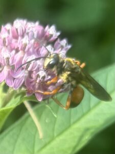 Photos of the Week: It’s All Happening in My Pollinator Garden