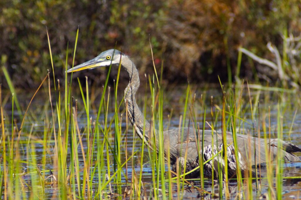Photos of the Week: Elusive Great Blue Heron