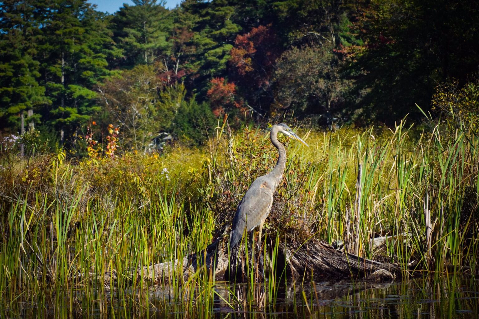 Photos of the Week Elusive Great Blue Heron Amherst Indy