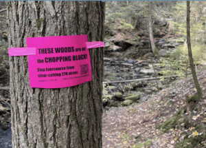 Eversource Plans Clearcutting Through Eleven Towns Including Amherst