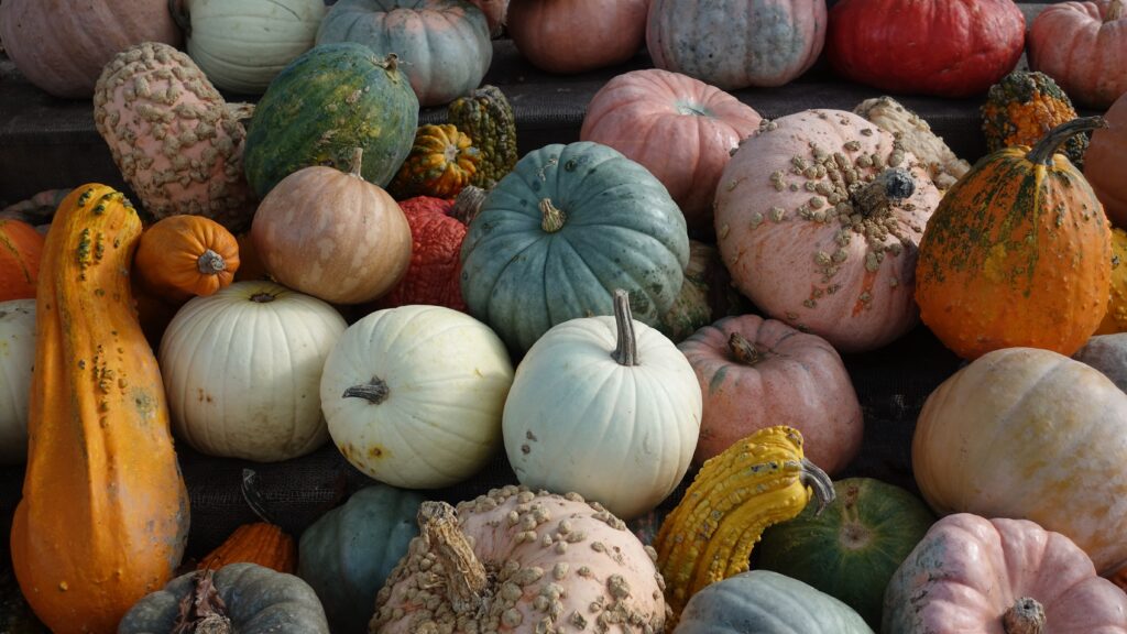 fall, pumpkins, gourds