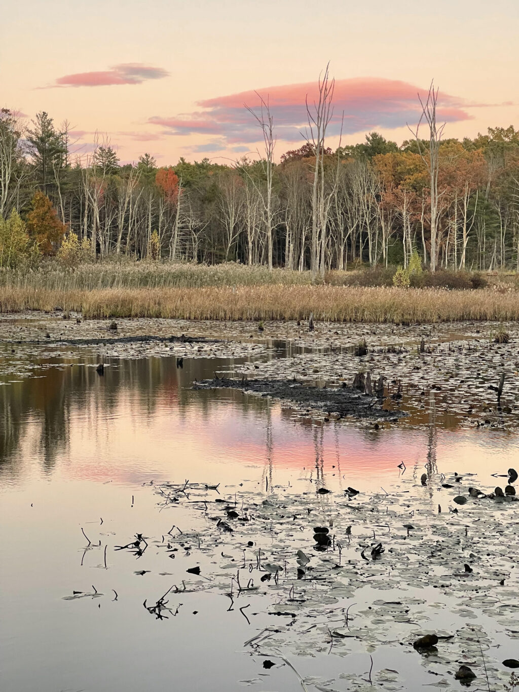 Lswrence Swamp