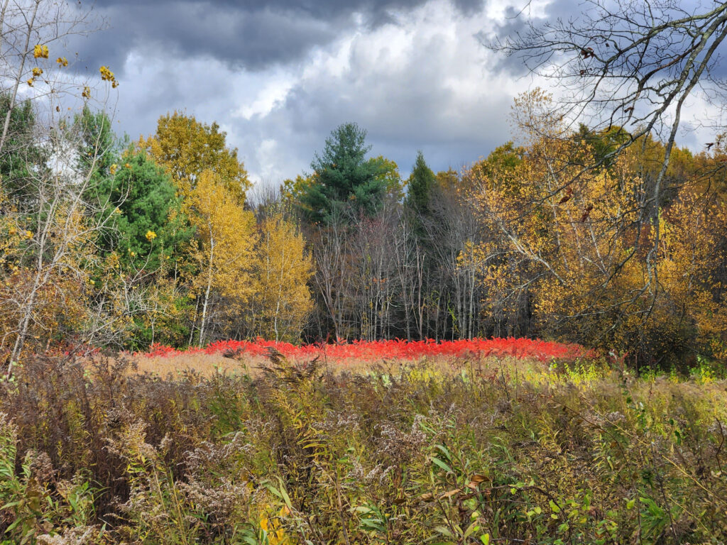 Photo of the Week: Blazing Foliage at Wentworth Farm