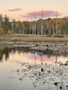Lswrence Swamp