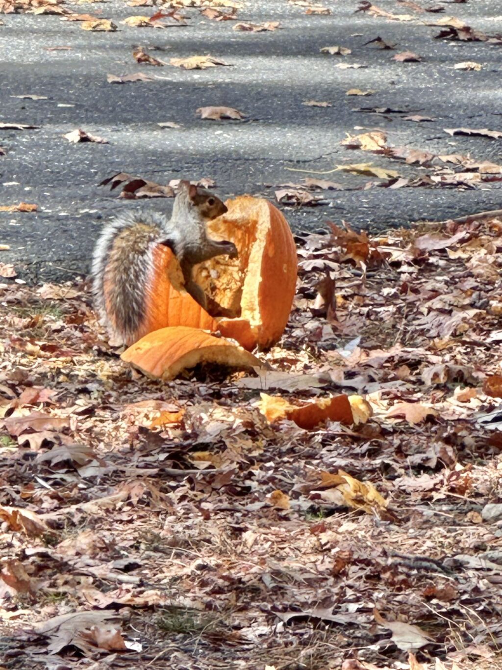 Photos of the Week: Pumpkins and Skeletons