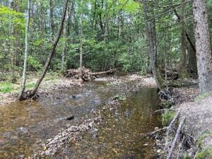 Letter: Clearcutting in Amethyst and Buffam Brooks Is Unnecessary