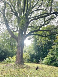 New Series from Town Shade Tree Committee Will Spotlight the Trees of Amherst