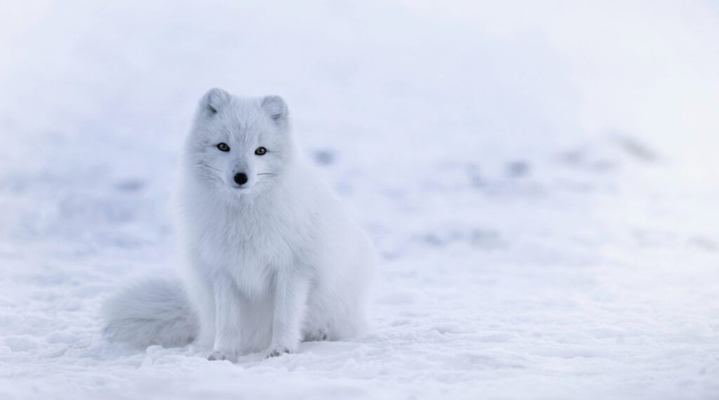 Opinion: Good Climate News to Share