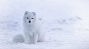 Opinion: Good Climate News to Share