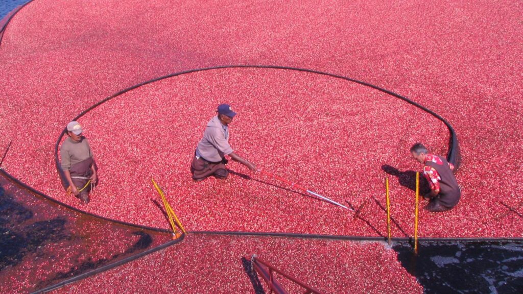 UMass Amherst Earns ‘Community-engaged University’ Designation for Third Time