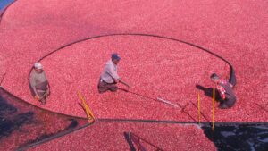 UMass Amherst Earns ‘Community-engaged University’ Designation for Third Time