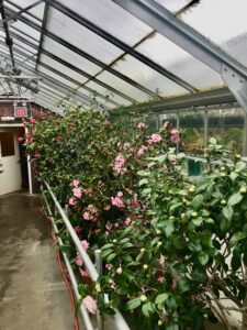 Views on Views: Conservatories, Greenhouses and Roof Gardens. 