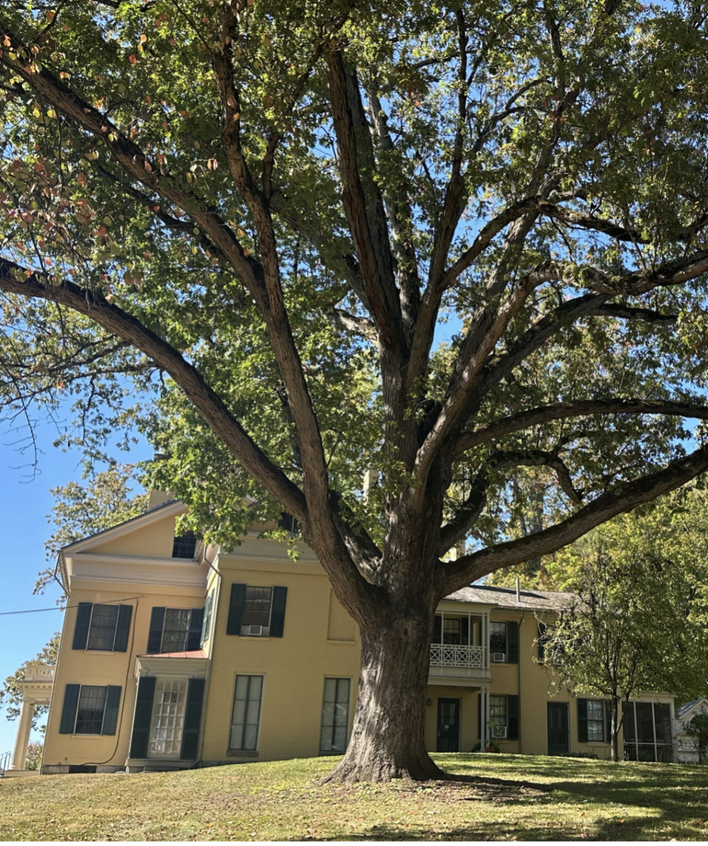Amherst Arbor Spotlight: White Oak - Amherst Indy