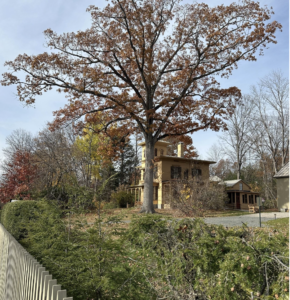 Amherst Arbor Spotlight: White Oak