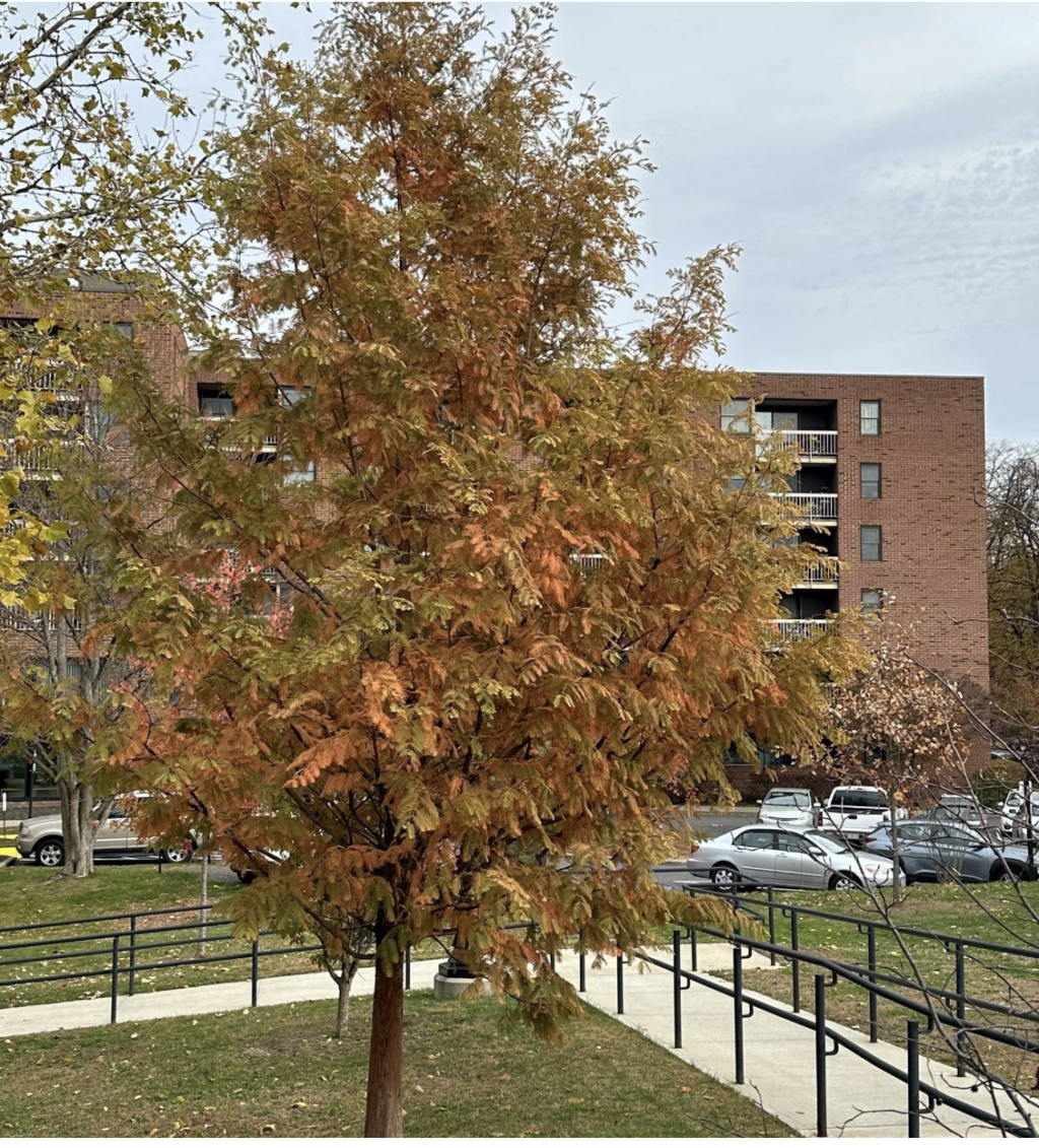 Amherst Arbor Spotlight: Dawn Redwood