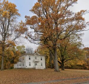 Amherst Arbor Spotlight: Tupliptree