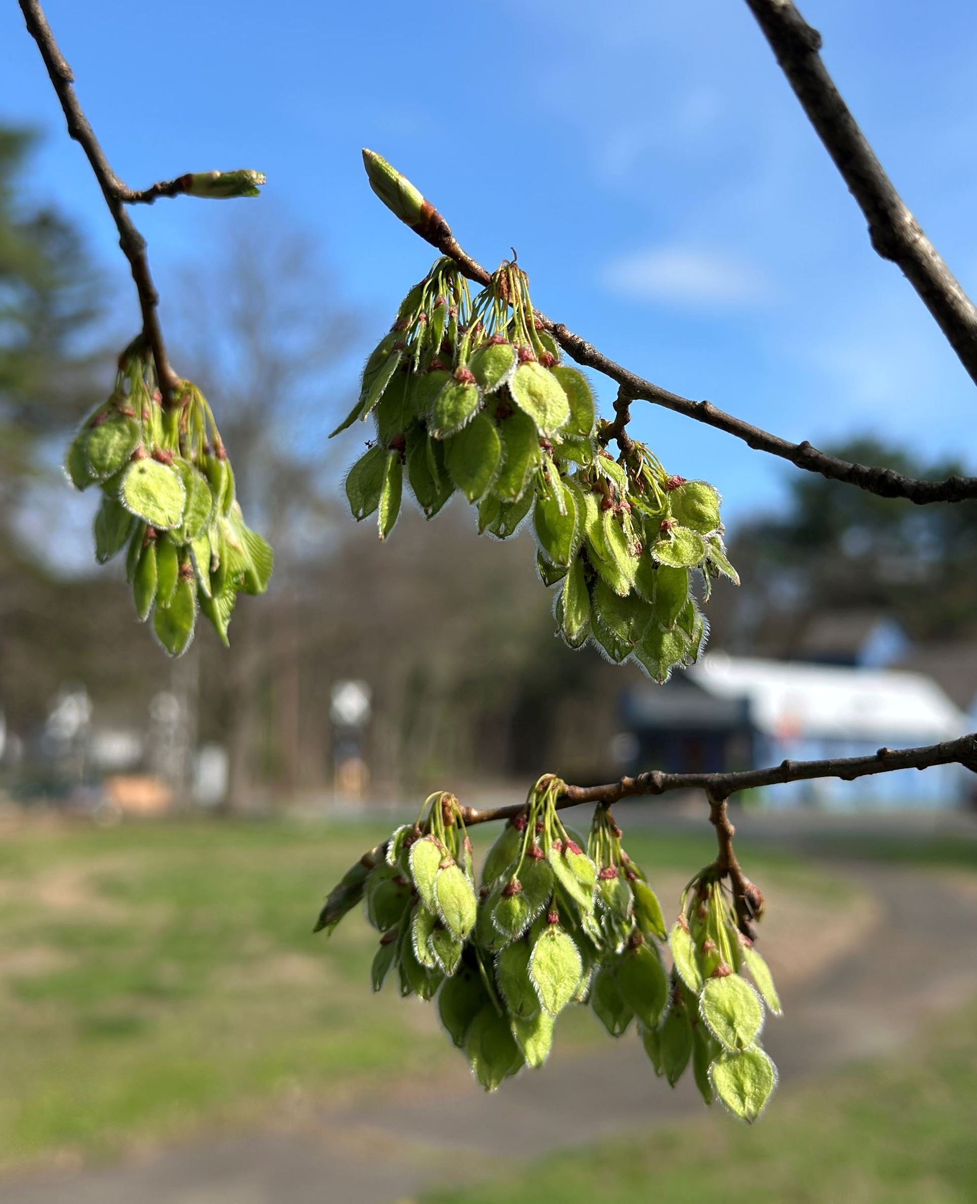Amherst Arbor Spotlight: American Elm, The Massachusetts State Tree ...