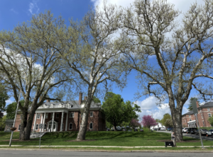 Amherst Arbor Spotlight: American Sycamore