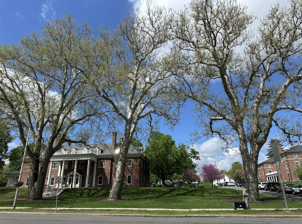 Amherst Arbor Spotlight: American Sycamore