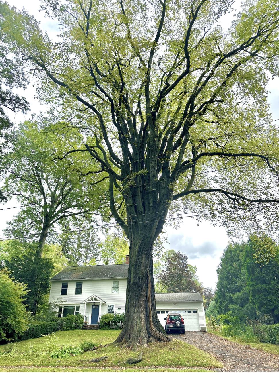 Ma Rural Tree Amherst Arbor Spotlight: American Elm, The Massachusetts State Tree ...