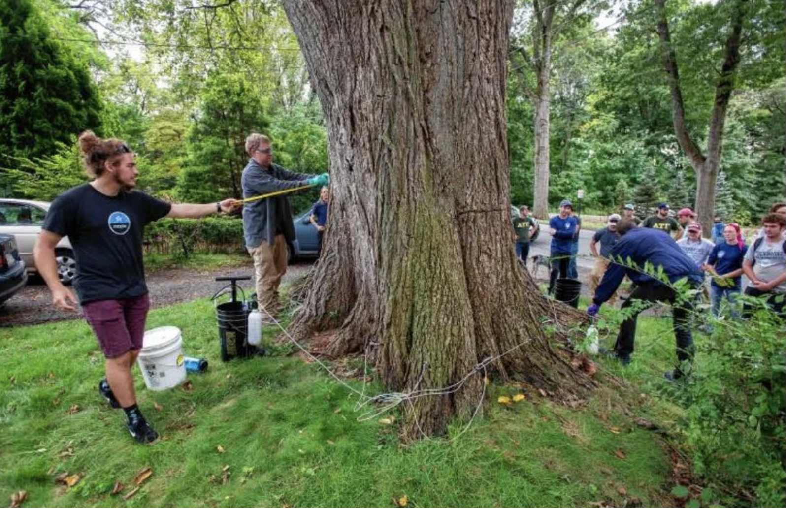 Amherst Arbor Spotlight: American Elm, The Massachusetts State Tree ...