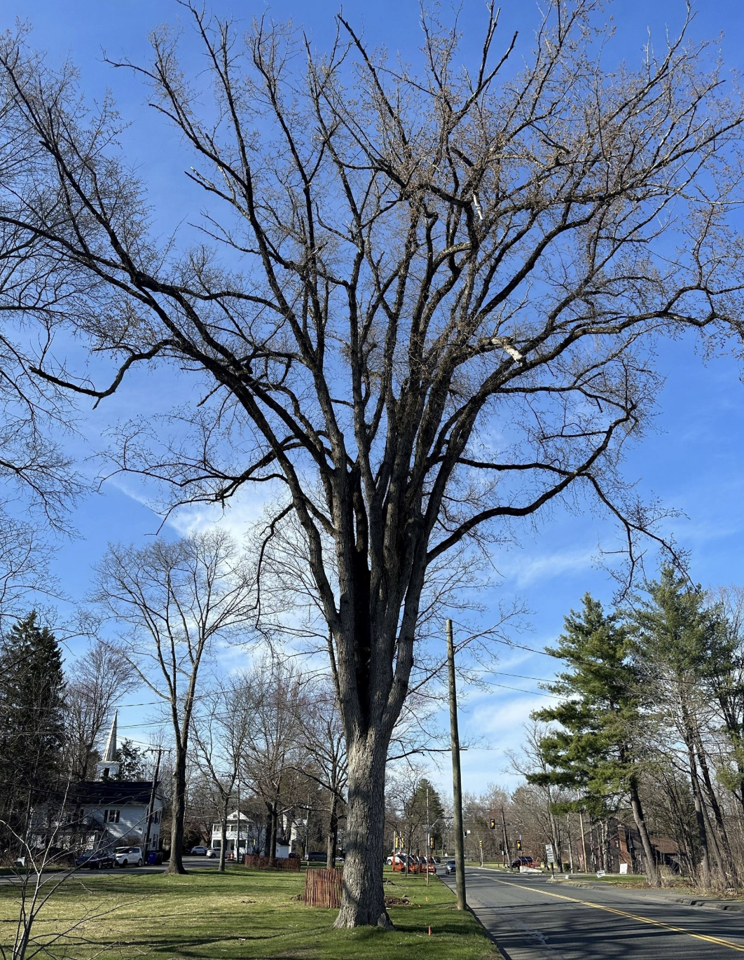 Amherst Arbor Spotlight: American Elm, The Massachusetts State Tree ...