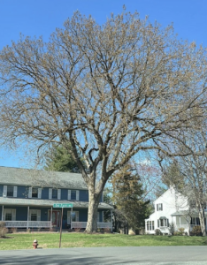 Amherst Arbor Spotlight: American Elm, The Massachusetts State Tree