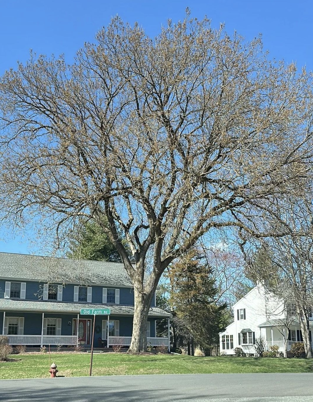 Amherst Arbor Spotlight: American Elm, The Massachusetts State Tree