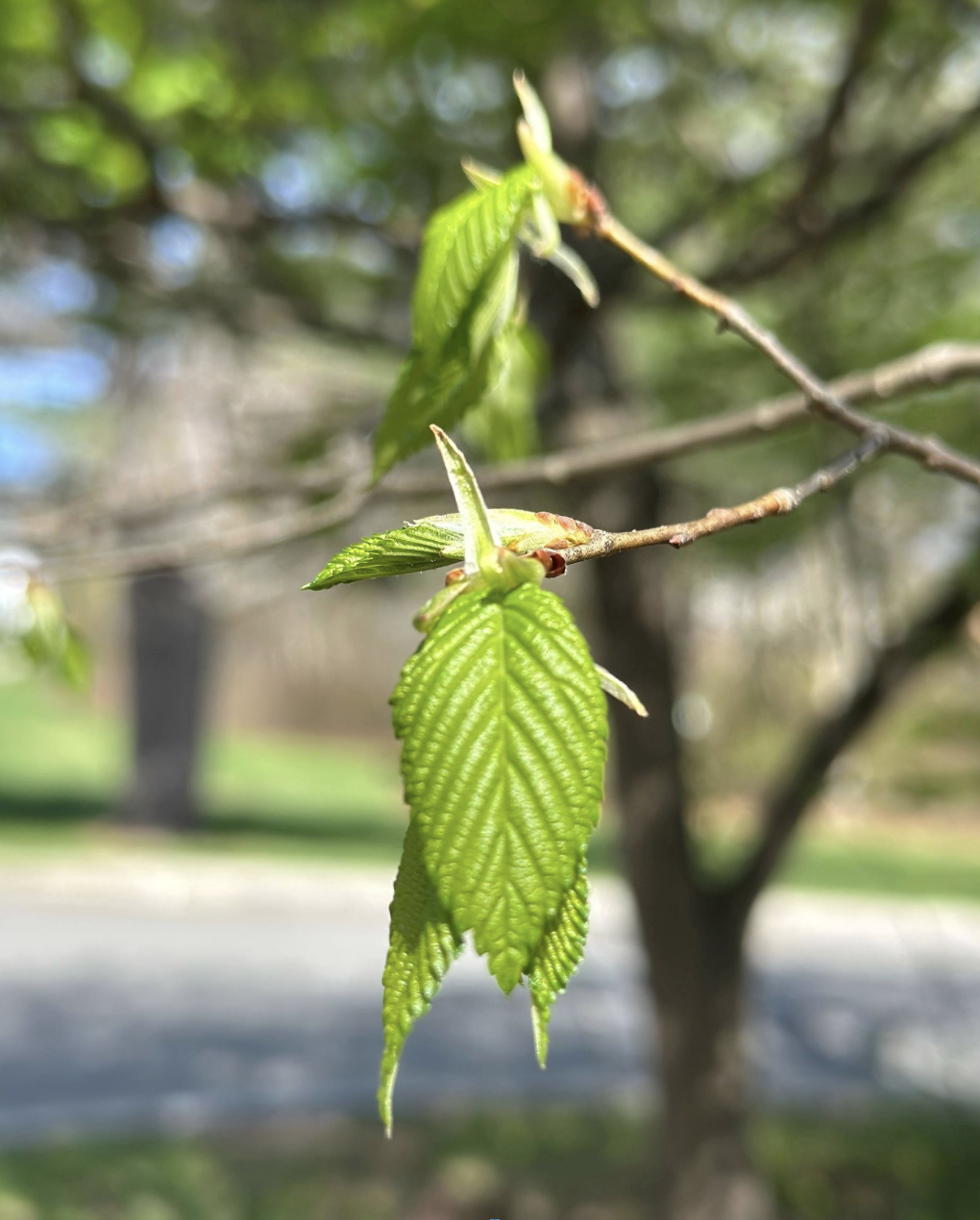 Amherst Arbor Spotlight: American Elm, The Massachusetts State Tree ...