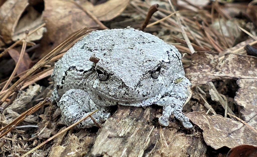 Photo of the Week: Tree Frogs in Shutesbury