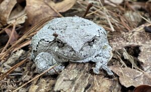 Photo of the Week: Tree Frogs in Shutesbury