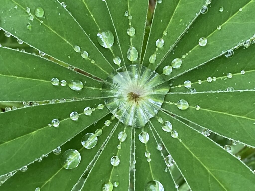 Photos of the Week: Mother Nature’s Mandalas