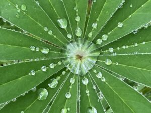 Photos of the Week: Mother Nature’s Mandalas