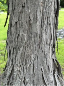 Amherst Arbor Spotlight: Shagbark Hickory